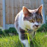 The Real Sammi-Deane